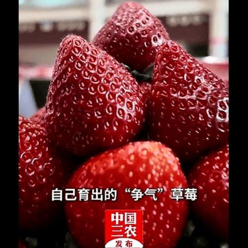 国产草莓在线,甜蜜滋味,绿色健康新选择